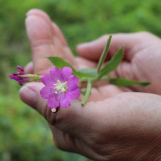 Extrait de feuilles d'Epilobium parviflorum